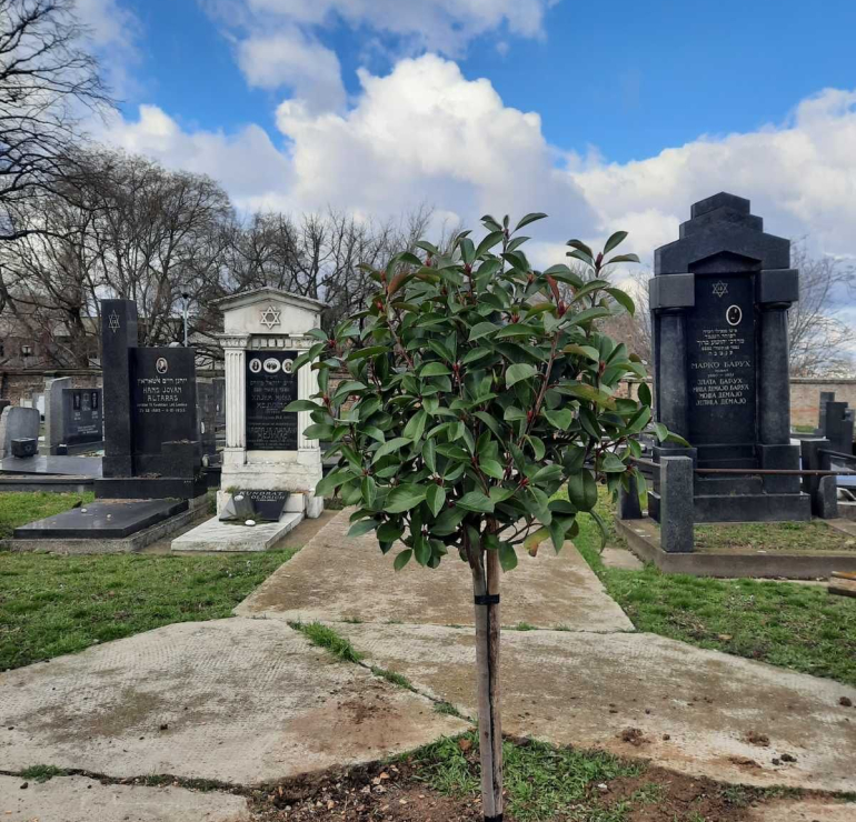 Obeležen Tu Bišvat (FOTO)
